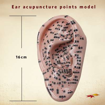 16 cm Ear acupuncture points model,auricular application model OEM